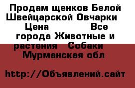 Продам щенков Белой Швейцарской Овчарки  › Цена ­ 20 000 - Все города Животные и растения » Собаки   . Мурманская обл.